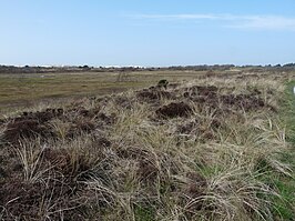 Vooraan het moerasland 'Groene Strand', daarachter het heidegebied de Kroonpolders en duinen