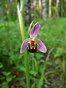 Bienen-Ragwurz (Ophrys apifera)