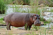 Large hippo next to a river