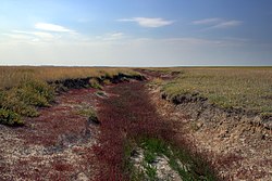 View of a stretch of the Kamyshlov Log in Maryanovsky District, Omsk Oblast