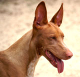 My namesake, the Pharaoh Hound (isn't it gorgeous?)