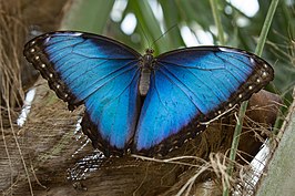 Blauwe morpho in Burgers' Mangrove