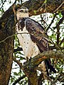 Martial Eagle at Masai Mara, Kenya