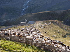 Schafspfersch an der Martin-Busch-Hütte