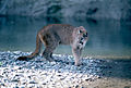 Puma im Grand-Teton-Nationalpark