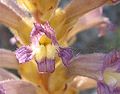 Orobanche ramosa