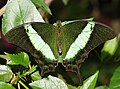 pl:Papilio_palinurus