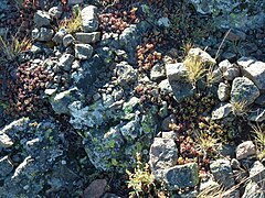 Succulents atop Pilot Rock