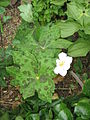 Podophyllum hexandrum