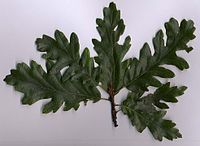 Turkey oak foliage.