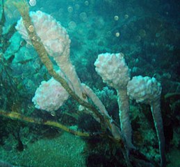 Tengeri tulipán (Pyura spinifera)