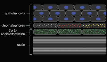schema van de positie van de cromatoforen ten opzichte van de cellen met opsine SWS1