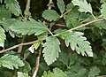 Schwarzsche Mehlbeere (Sorbus schwarziana)