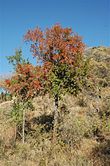 Spirostachys africana im Pilanesberg-Nationalpark