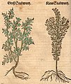 Hieronymus Bock 1546. Links: Artemisia abrotanum. Rechts: Artemisia pontica