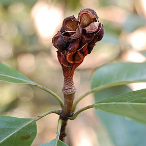 Dried berry cluster