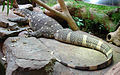 A Nile Monitor