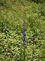 Aconitum napellus