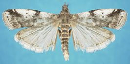 Acrobasis vaccinii