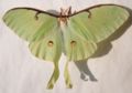 Actias luna female