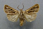 Agrotis fatidica – Specimen