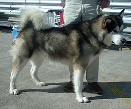 Alaska-malamute