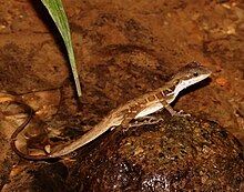 Big-scaled Anole (Anolis macrolepis).