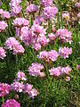 Armeria maritima