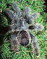 Avicularia cf. metallica adultes Weibchen