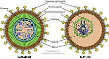 Betaretrovirus virion