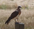 Swainson's hawk