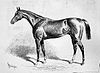 Engraving of French racehorse Chamant from Illustrated London News, May 1877