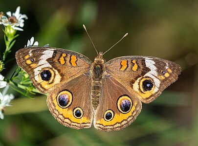 Junonia coenia, by Rhododendrites