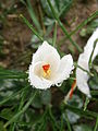 Crocus cartwrightianus 'Albus' opening