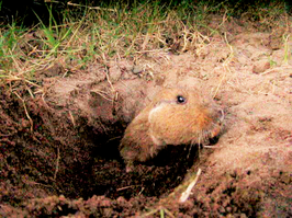 Ctenomys torquatus