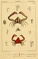 Derilambrus angulifrons (Latreille, 1825) & Parthenopoides massena (Roux, 1830) Lithografie von Jean Louis Florent Polydore Roux