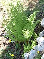 Dryopteris villarii