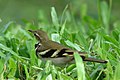 A forest wagtail (Dendronanthus indices) in the grass.