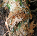 Often, frass on the stem of a squash plant is the first symptom of infestation. The second symptom follows soon - the death of the plant.