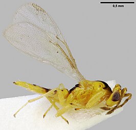 Quadrastichus xanthosoma