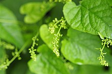 Flower buds from Hablitzia tamnoides