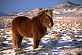 İzlanda atı, Equus caballus