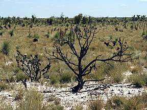 Typische aride Savannenlandschaft im Zentrum des Little Desert
