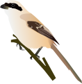 Long-tailed Shrike