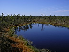 Sumpfland am Männikjärve-See