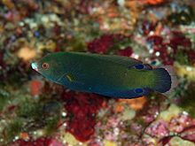 Photograph of Anampses geographicus under water