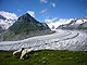 Olmenhorn über dem Aletschgletscher