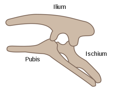Şekil 1a - Kuş kalçalının opisthopubic pelvisi (soldan görünüşü)[3]