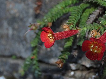 Close-up of flower, side view. Note the tiny glandular hairs on the corolla tube, on the calyx, and on the leaves near the tip of the branch.