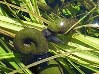 Posthornschnecke (Planorbarius corneus)